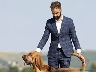 Bloodhound cani Cuccioli Bloodhound - Annuncio 18