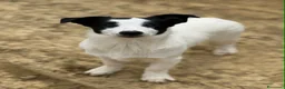 Meticcio cani in regalo: DIEGO, nanetto fifoncello. TG PICCOLA, zampacorta - Annuncio 3