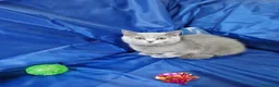 Scottish gatti in vendita: Scottish straight  - Annuncio 4