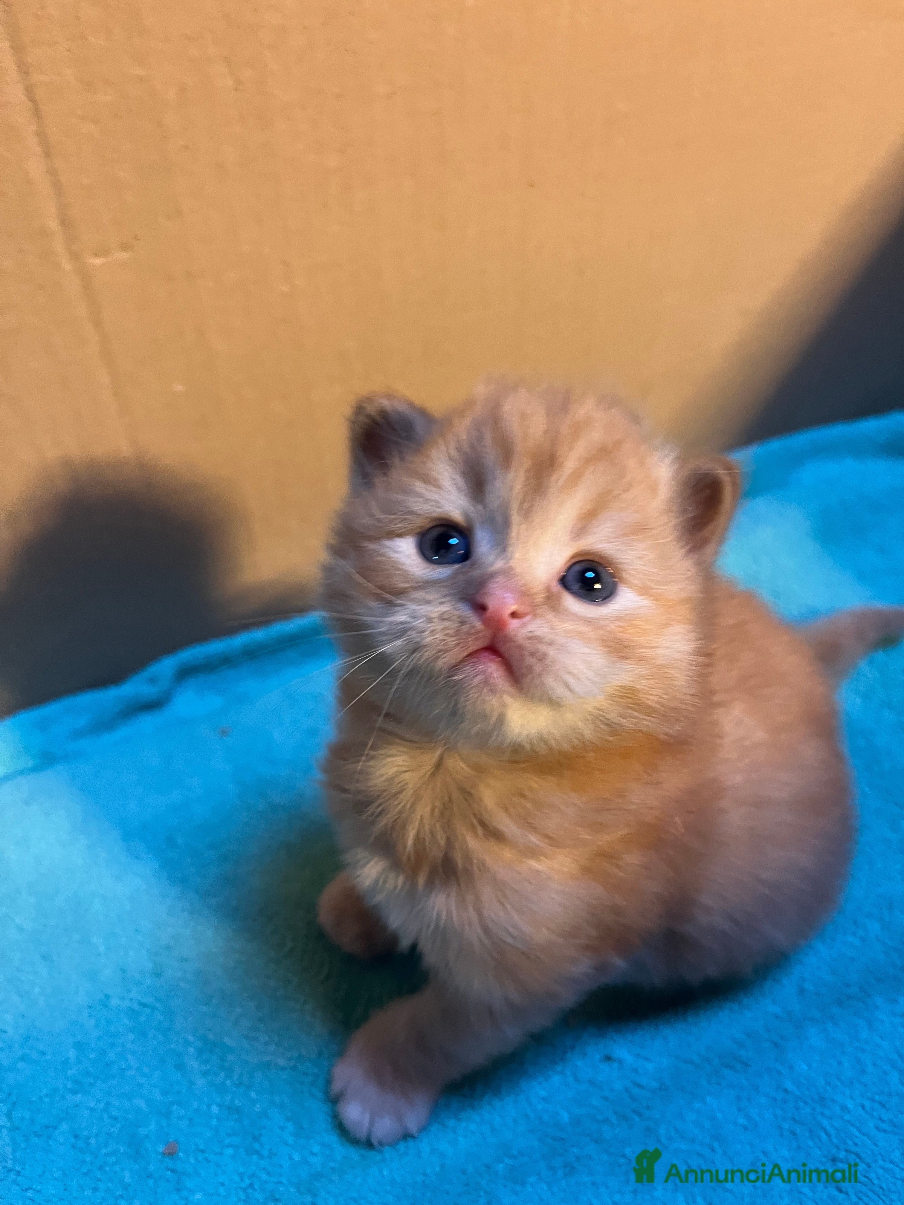 Siberiano gatti Gattini siberiani  - Annuncio 10