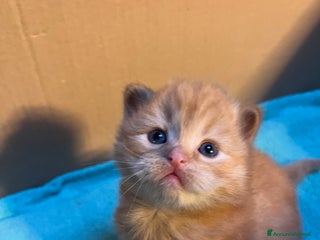 Siberiano gatti Gattini siberiani - Annuncio 11