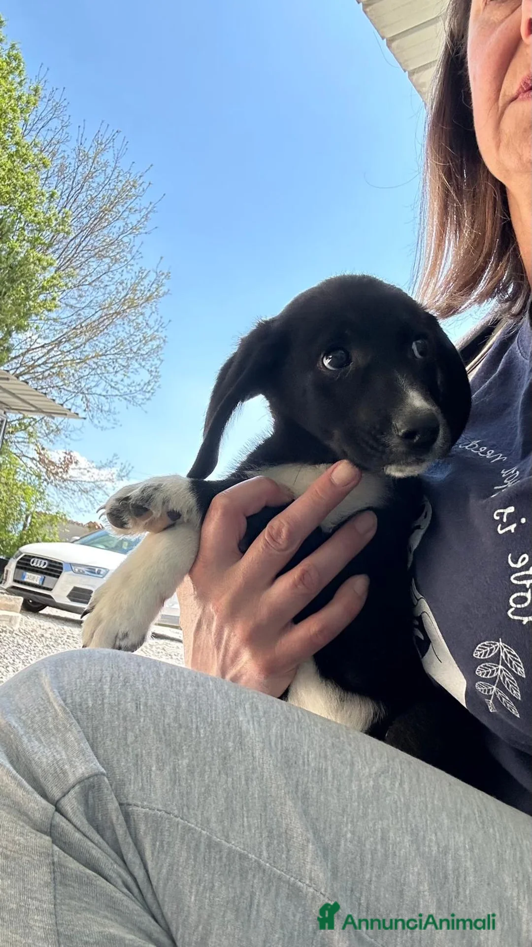 Meticcio cani in regalo: Omar  a Provincia della Spezia - Annuncio 2