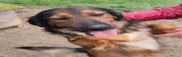 Meticcio cani in regalo: Aron 2anni(la mamma èSetter)in canile da sempreSUD - Annuncio 5