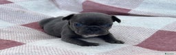 Bulldog Francese cani in vendita: Cuccioli bulldog francese esotici blu - Annuncio 9