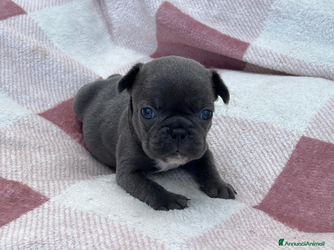 Bulldog Francese cani in vendita: Cuccioli bulldog francese esotici blu - Annuncio 9