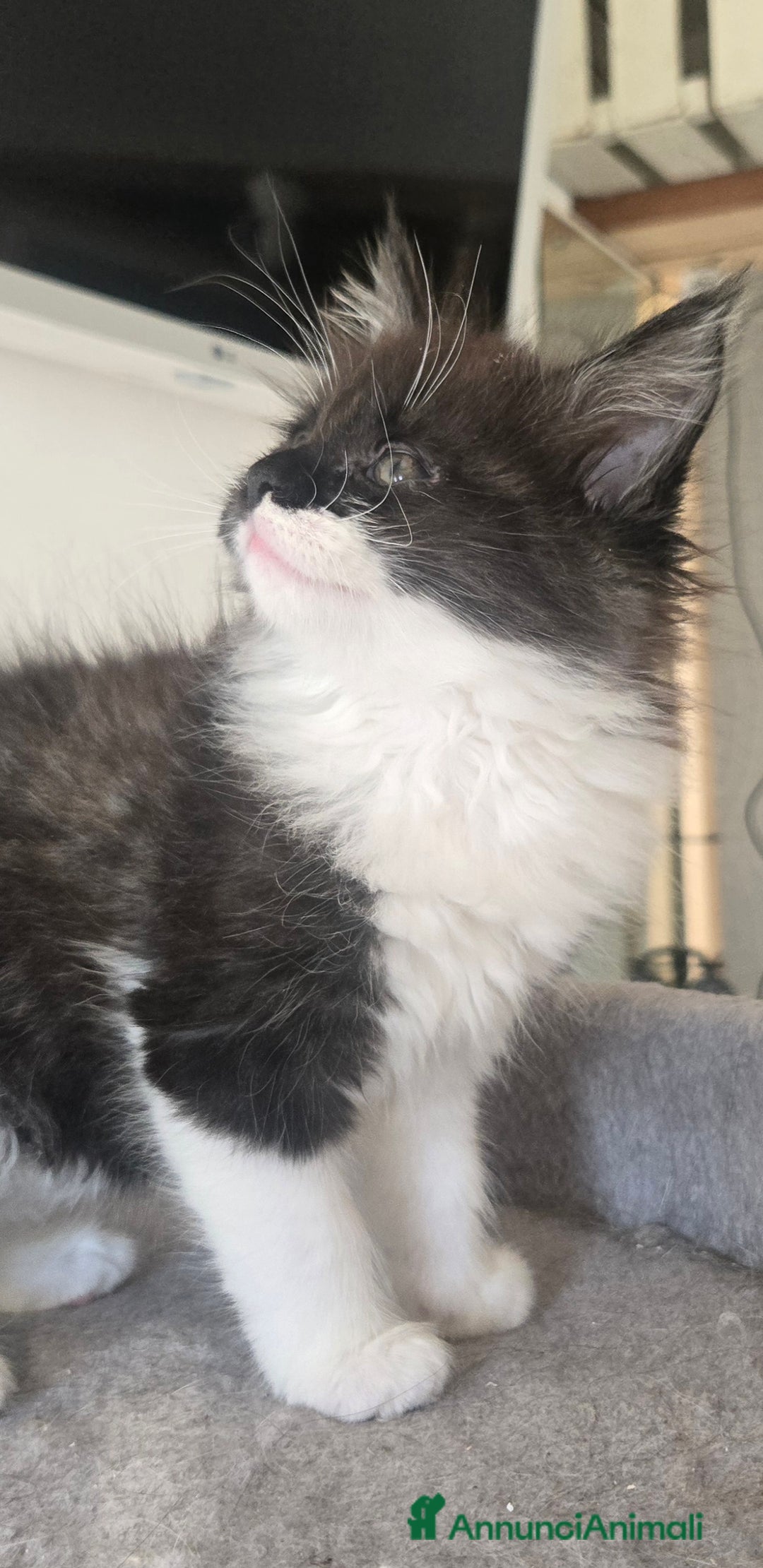 Maine Coon gatti in vendita: Stupenda Cucciola di maine coon pedigree afef - Annuncio 5