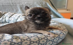 Chihuahua cani in vendita: cuccioli di cihuahua a pelo lungo a Molinella - Immagine 4