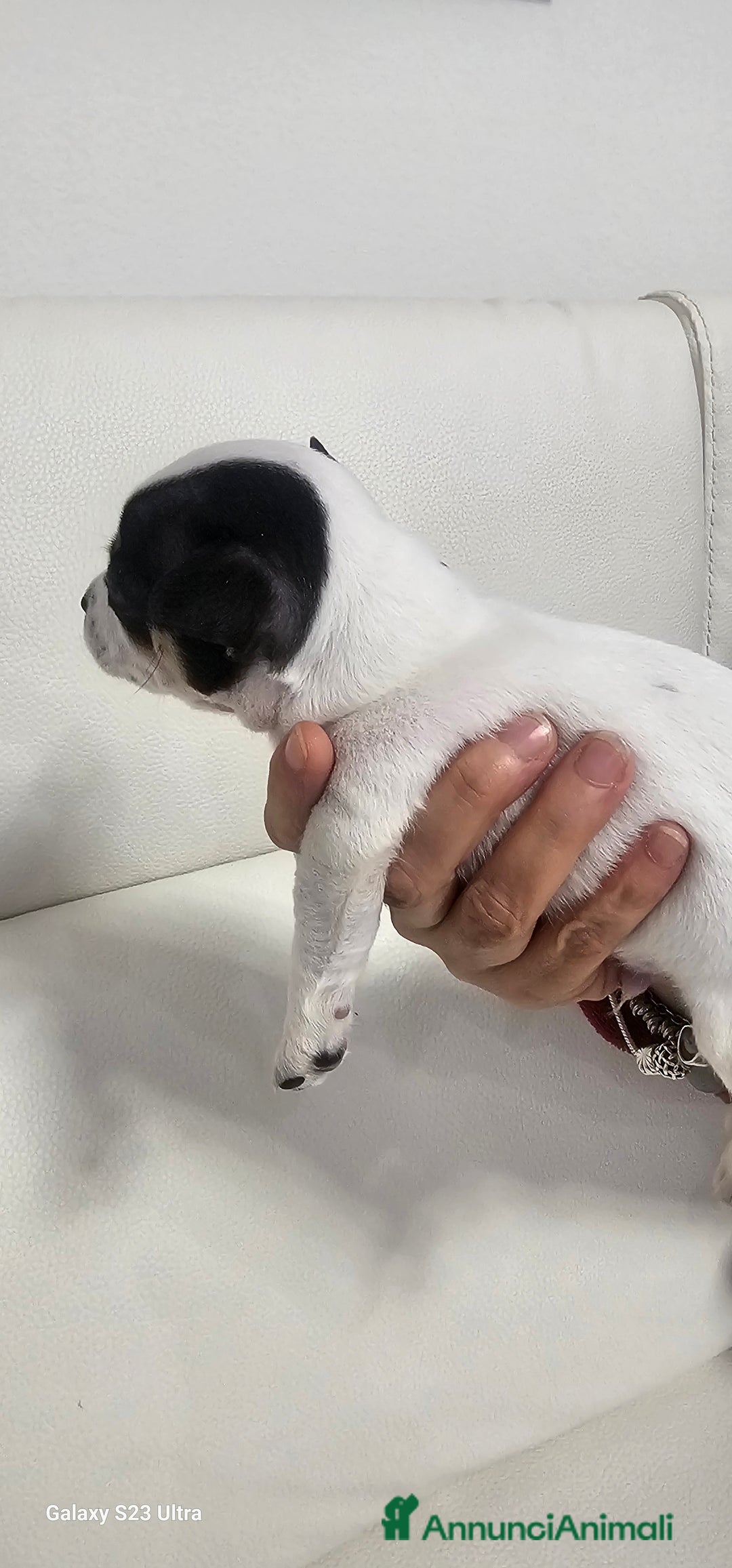 Chihuahua cani in vendita: Ultimo maschietto di chihuahua - Annuncio 4