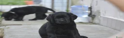 Labrador cani in vendita: Labrador Retriever neri linee inglesi  - Annuncio 4