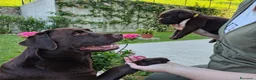 Labrador cani in vendita: Labrador Retriever Cioccolato  a Provincia di Brescia - Annuncio 2