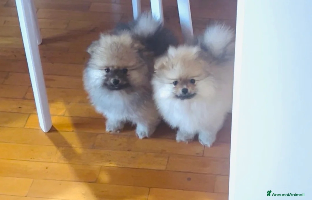 Spitz cani in vendita: SPITZ NANO DI POMERANIA MASCHIETTI  - Annuncio 8