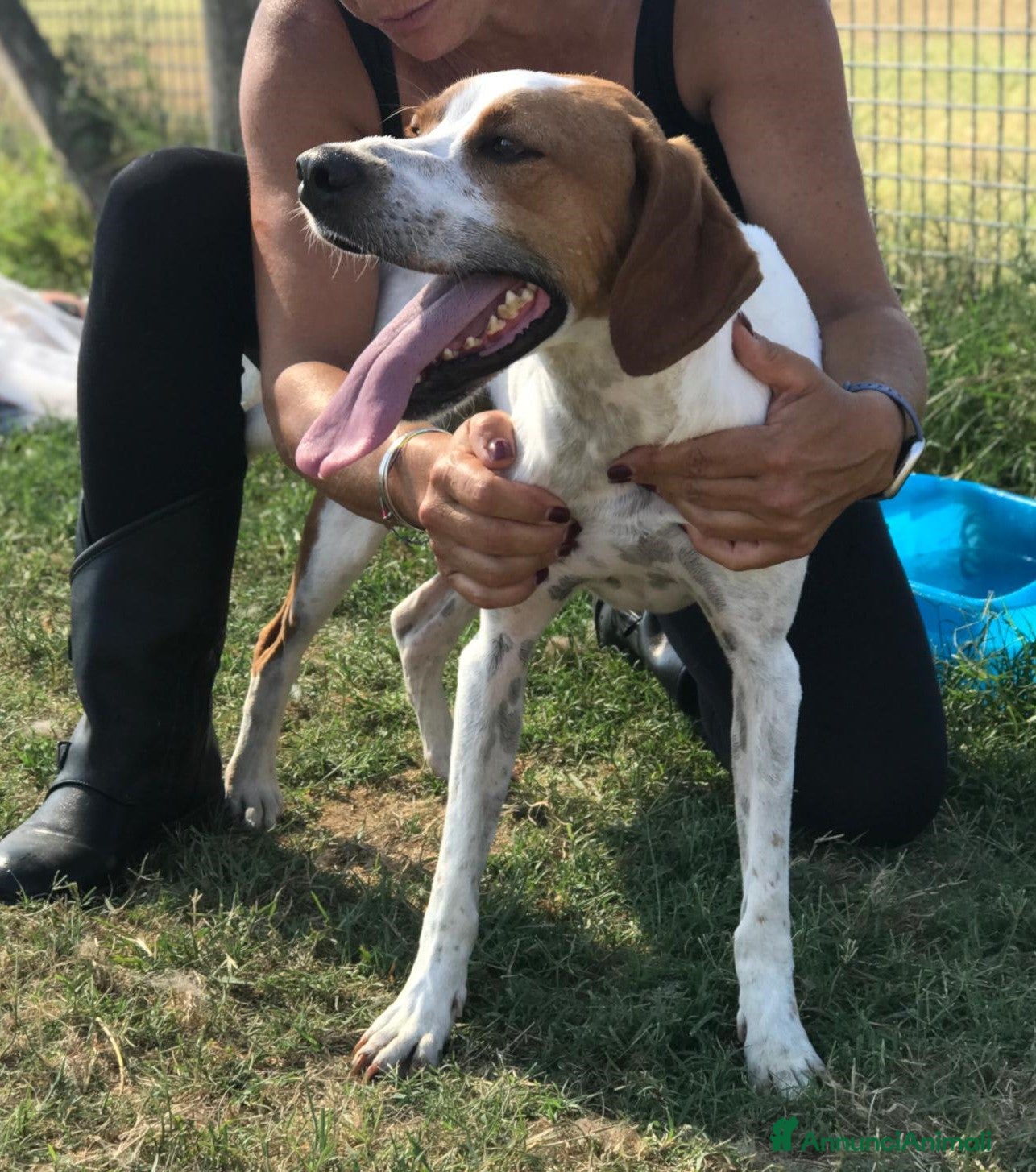 Meticcio cani PUCK, bretoncino bianco/arancio - in adozione a Provincia di Latina - Annuncio 40