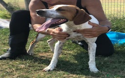 Meticcio cani in regalo: PUCK, bretoncino bianco/arancio - in adozione a Provincia di Latina - Immagine 1