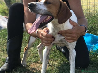 Meticcio cani PUCK, bretoncino bianco/arancio - in adozione a Provincia di Latina - Annuncio 36