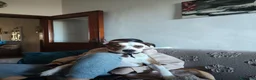 American Hairless Terrier cani in regalo: Amstaff  regalo  - Annuncio 2
