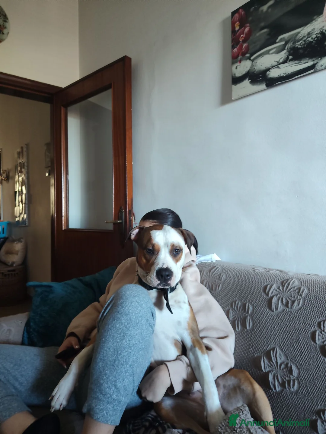 American Hairless Terrier cani in regalo: Amstaff  regalo  - Annuncio 2