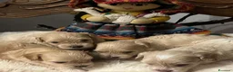 Maltipoo cani in vendita: Maltipoo a Provincia di Cuneo - Annuncio 2