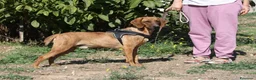 Meticcio cani in regalo: Giordan in adozione - Annuncio 3