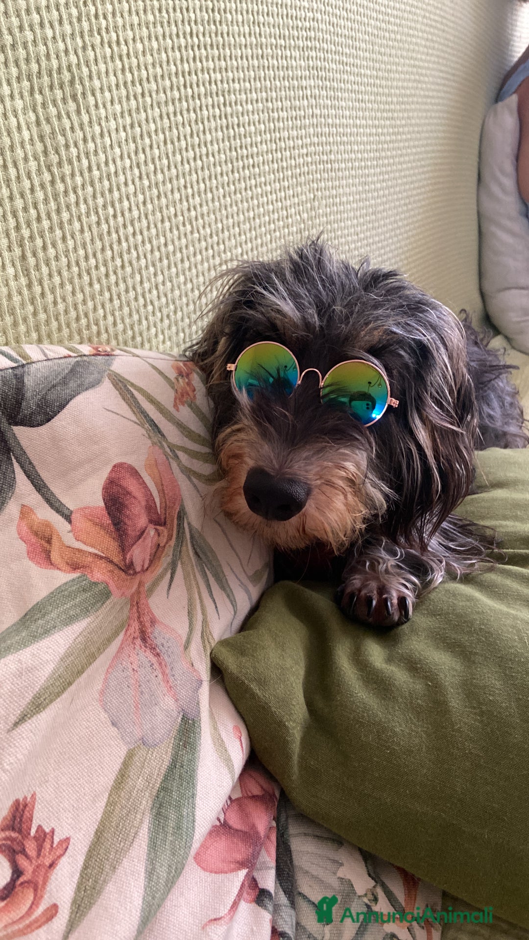 Bassotto cani in vendita: vendesi cuccioli di bassotto tedesco pelo duro - Annuncio 1