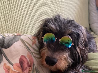 Bassotto cani vendesi cuccioli di bassotto tedesco pelo duro - Annuncio 5