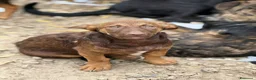Meticcio cani in regalo: EMILIO, cucciolo dagli occhi chiari!  - Annuncio 8