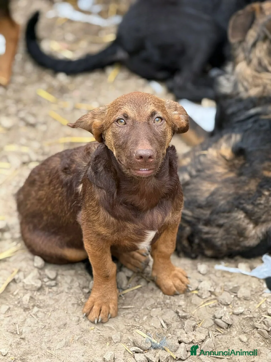 Meticcio cani in regalo: EMILIO, cucciolo dagli occhi chiari!  - Annuncio 8