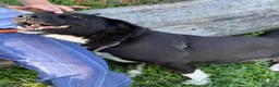 Meticcio cani in regalo: Windy, splendida ed equilibrata simil labrador - Annuncio 7