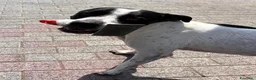 Meticcio cani in regalo: BLACK GENTILCANE - Annuncio 12