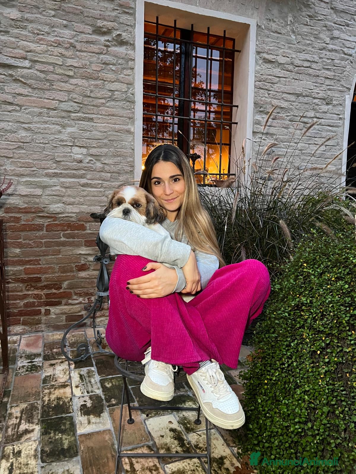 Shih Tzu cani MASCHIO SHIHTZU  - Annuncio 2