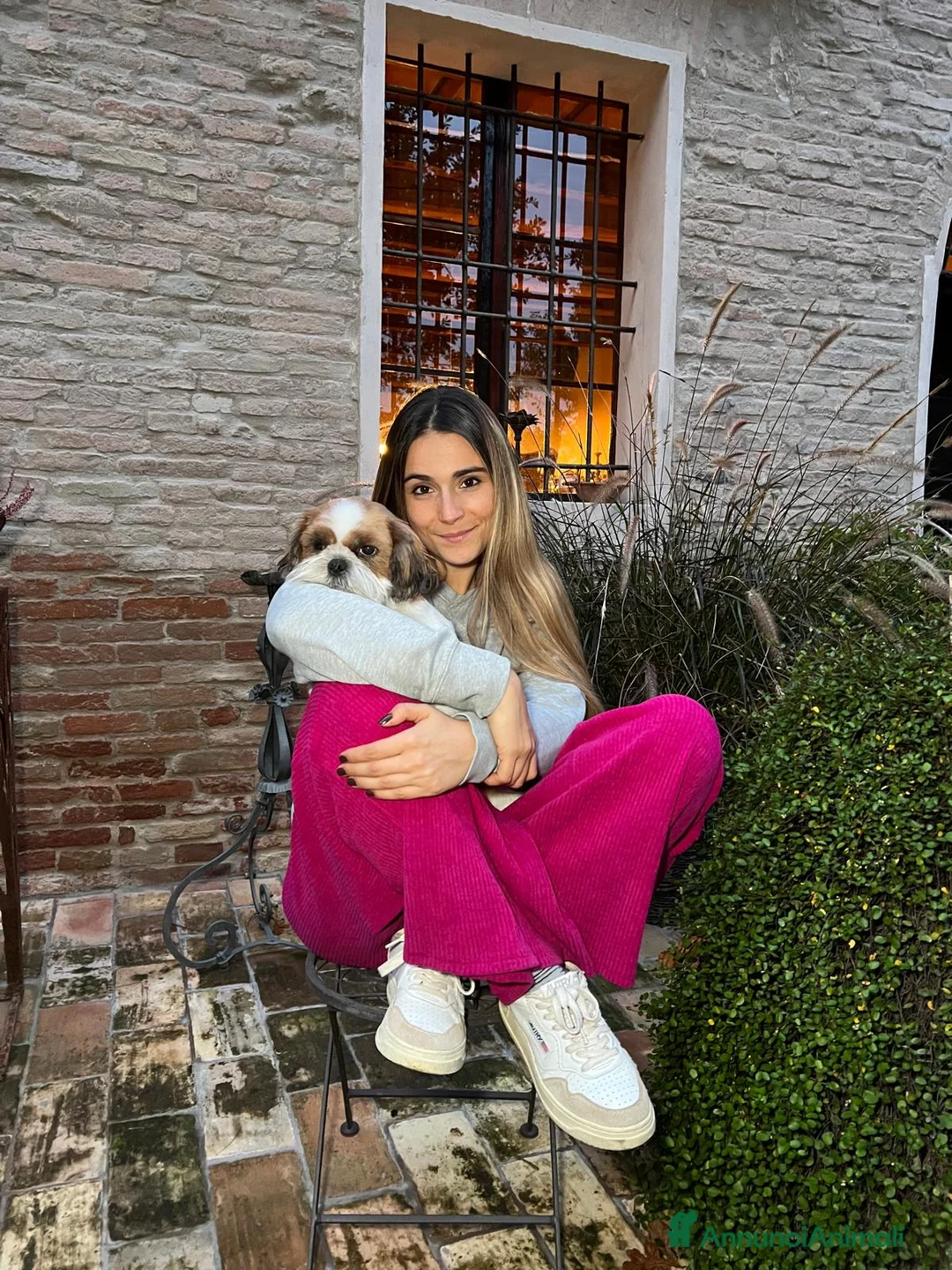 Shih Tzu cani in vendita: MASCHIO SHIHTZU  - Annuncio 2