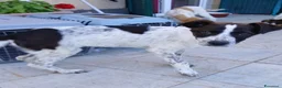 Meticcio cani in regalo: Macchia - Annuncio 9