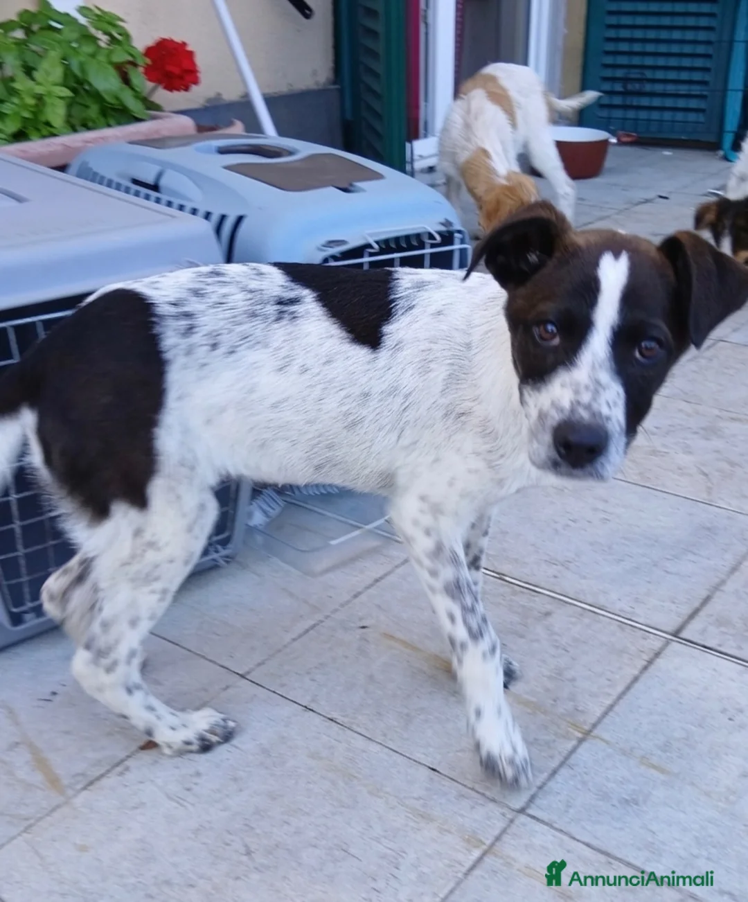 Meticcio cani in regalo: Macchia - Annuncio 9