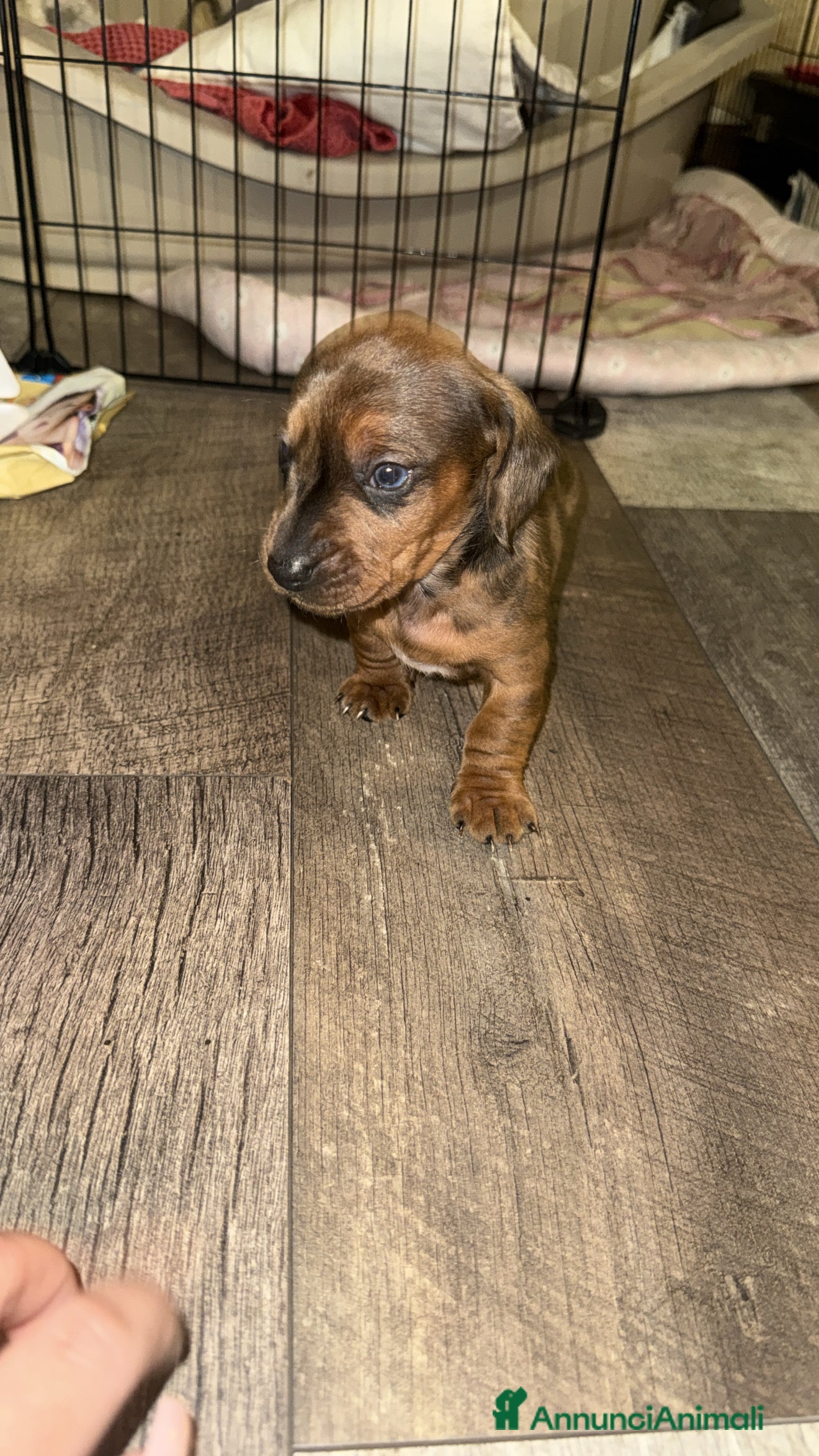 Bassotto cani bassotto maschio arlecchino merle a Città metropolitana di Roma Capitale - Annuncio 2