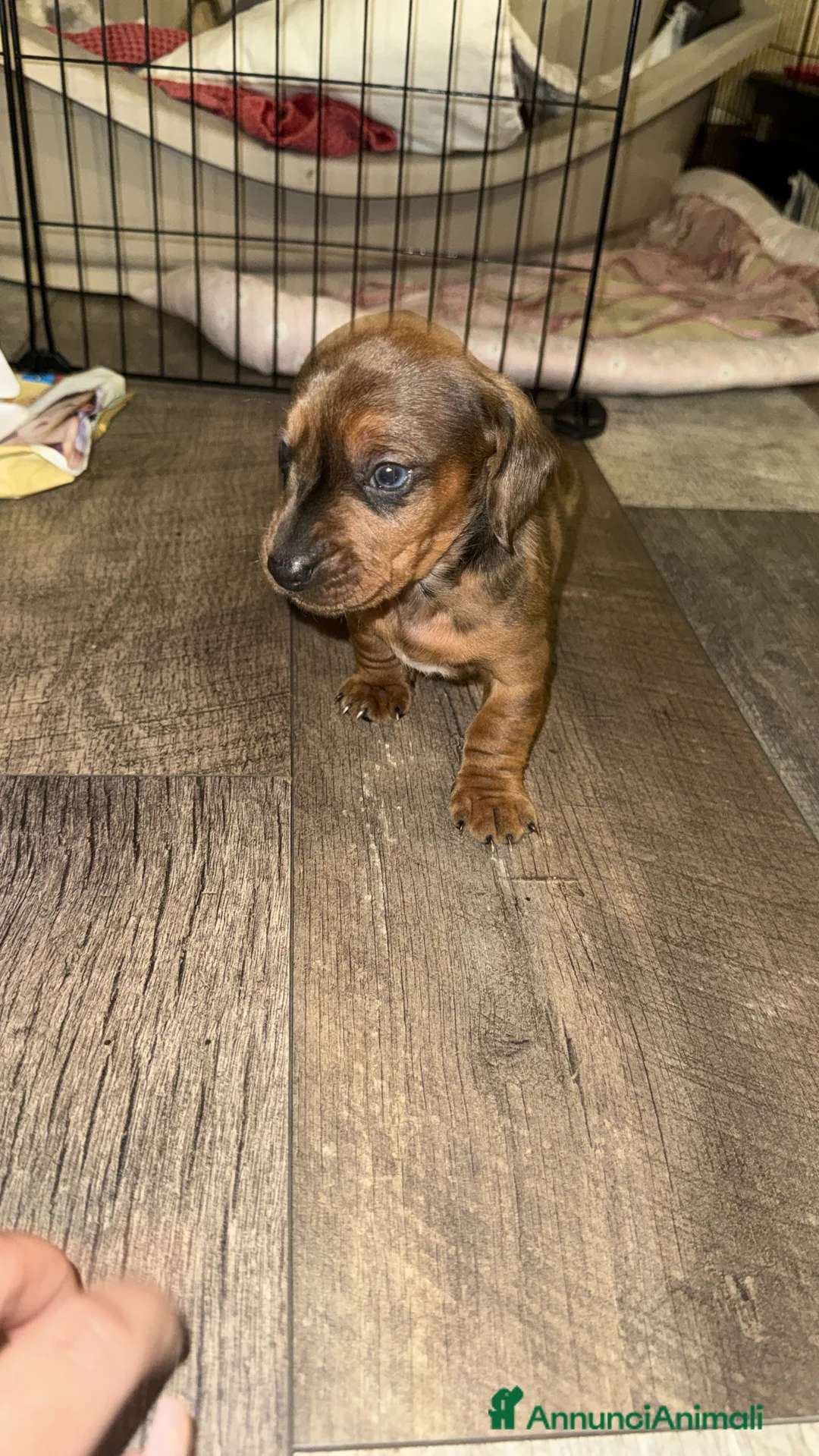 Bassotto cani in vendita: bassotto maschio arlecchino merle a Città metropolitana di Roma Capitale - Annuncio 1