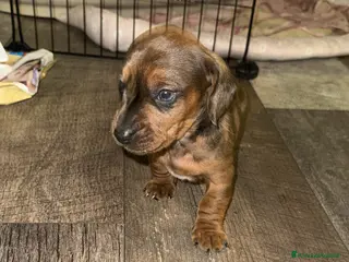 Bassotto cani bassotto maschio arlecchino merle a Città metropolitana di Roma Capitale - Annuncio 2