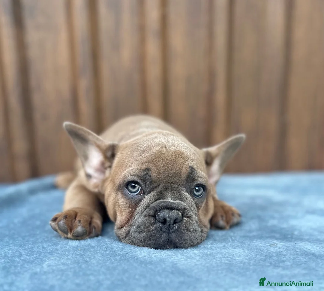 Bulldog Francese cani in vendita: Bulldog francese blu and tan - Annuncio 1