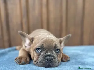Bulldog Francese cani Bulldog francese blu and tan - Annuncio 36