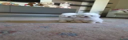 Maltese cani in vendita: Maltesi  - Annuncio 10