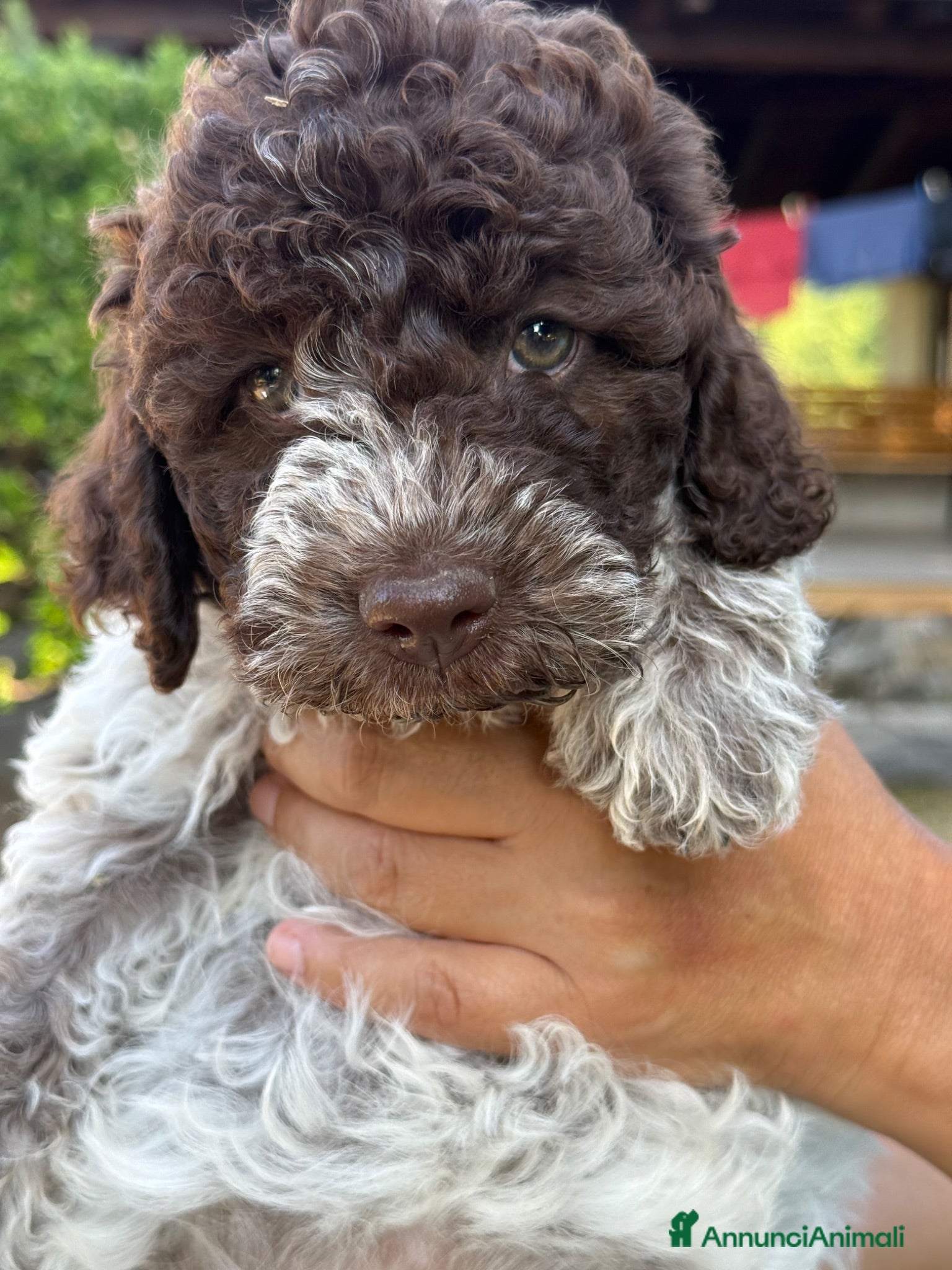 Lagotto cani Lagotto Romagnolo - Annuncio 2