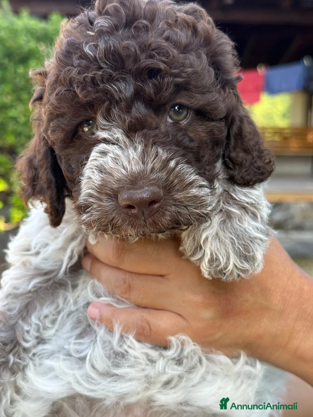 Lagotto cani in vendita: Lagotto Romagnolo - Annuncio 2