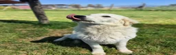 Pastore Maremmano cani in regalo: SVEN, cucciolone di pastore abruzzese - Annuncio 6