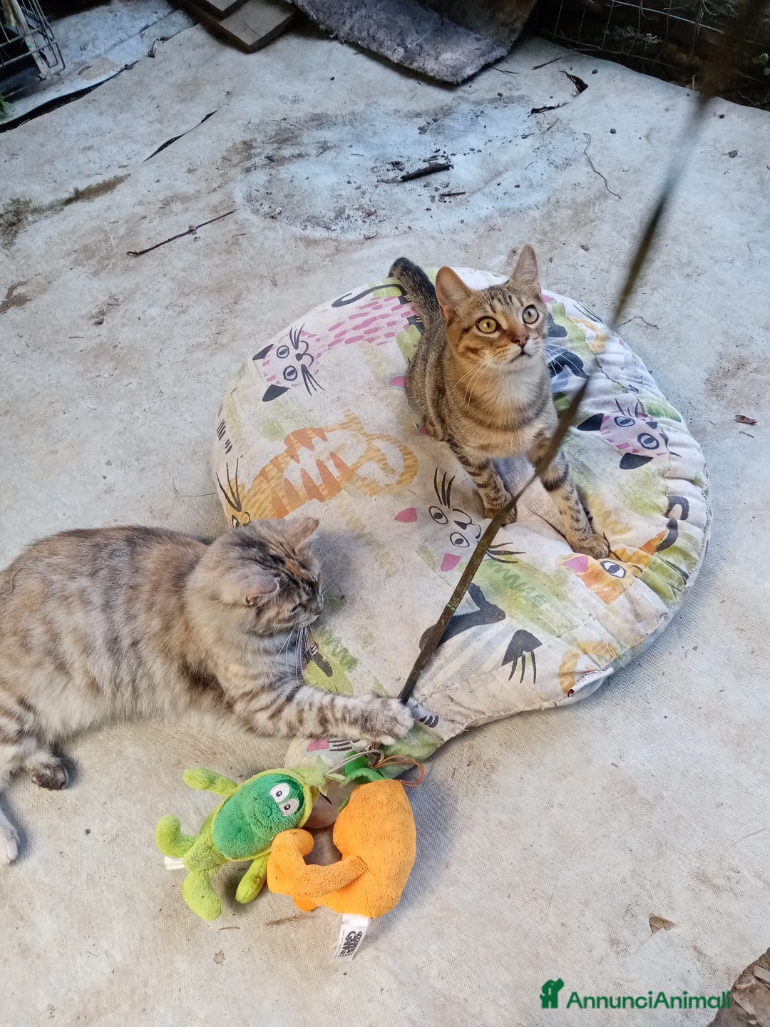 Altre razze gatti in regalo: Bellissimo tigratino a pelo corto - Annuncio 7