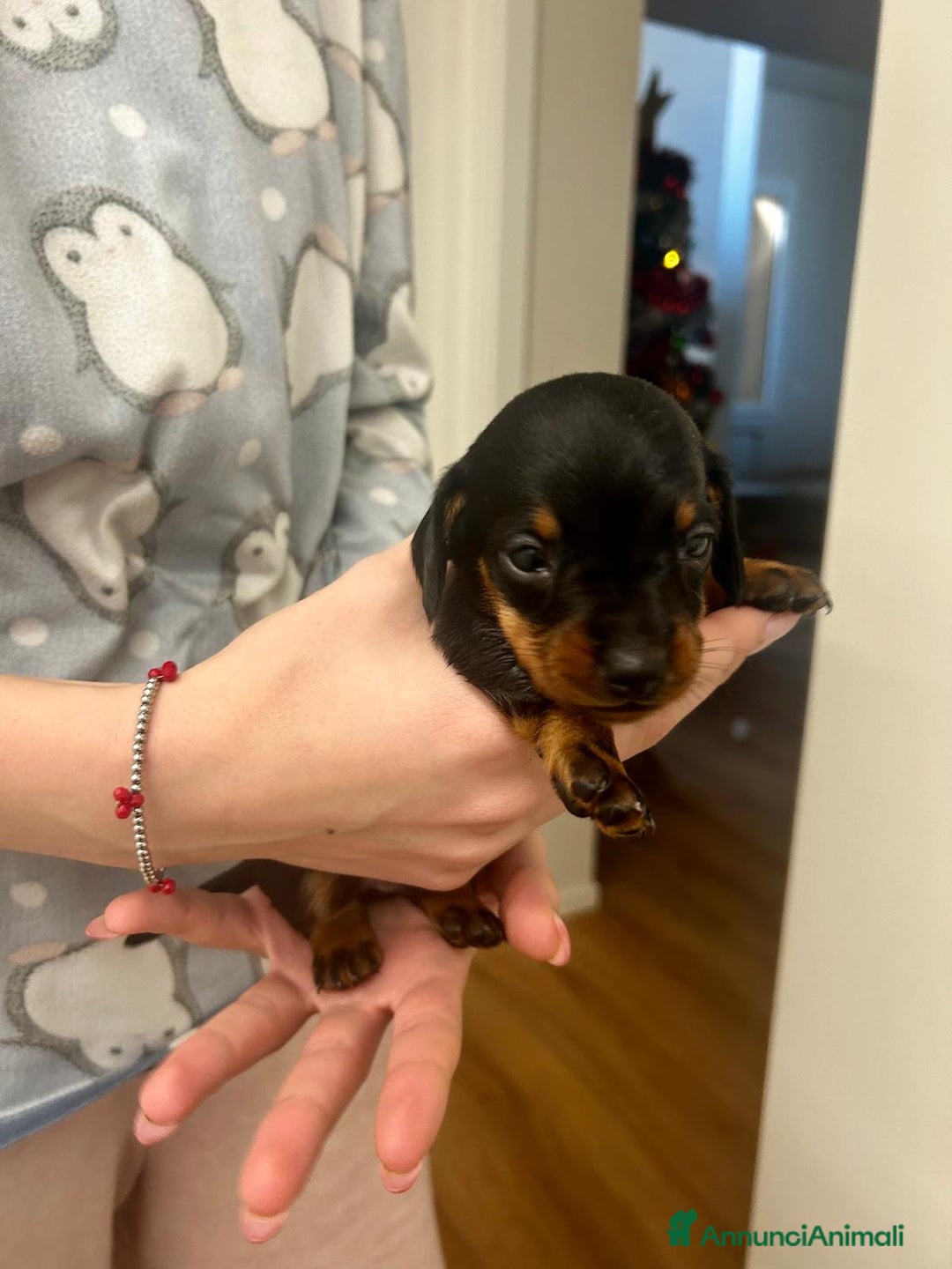 Bassotto cani in vendita: BASSOTTINI - Annuncio 5