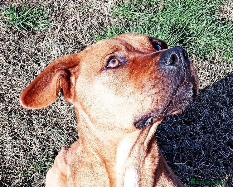 Meticcio cani LAYLA, due occhi profondi e tristi a Provincia di Latina - Annuncio 32