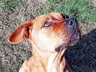 Meticcio cani LAYLA, due occhi profondi e tristi a Provincia di Latina - Annuncio 14