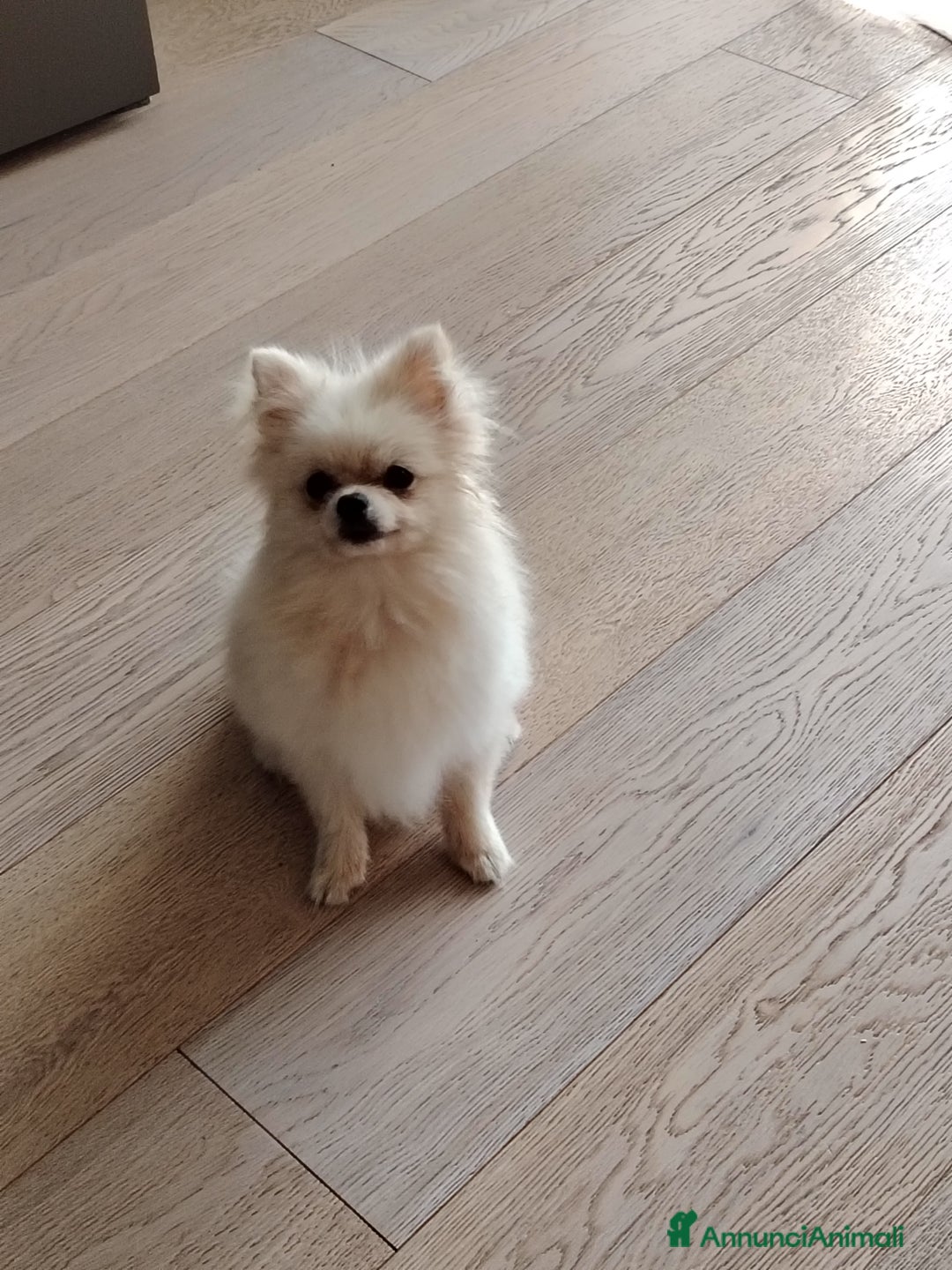Altre razze cani in vendita: Vendo 2 cucciole stupende di taglia toy a Provincia di Pavia - Immagine 11