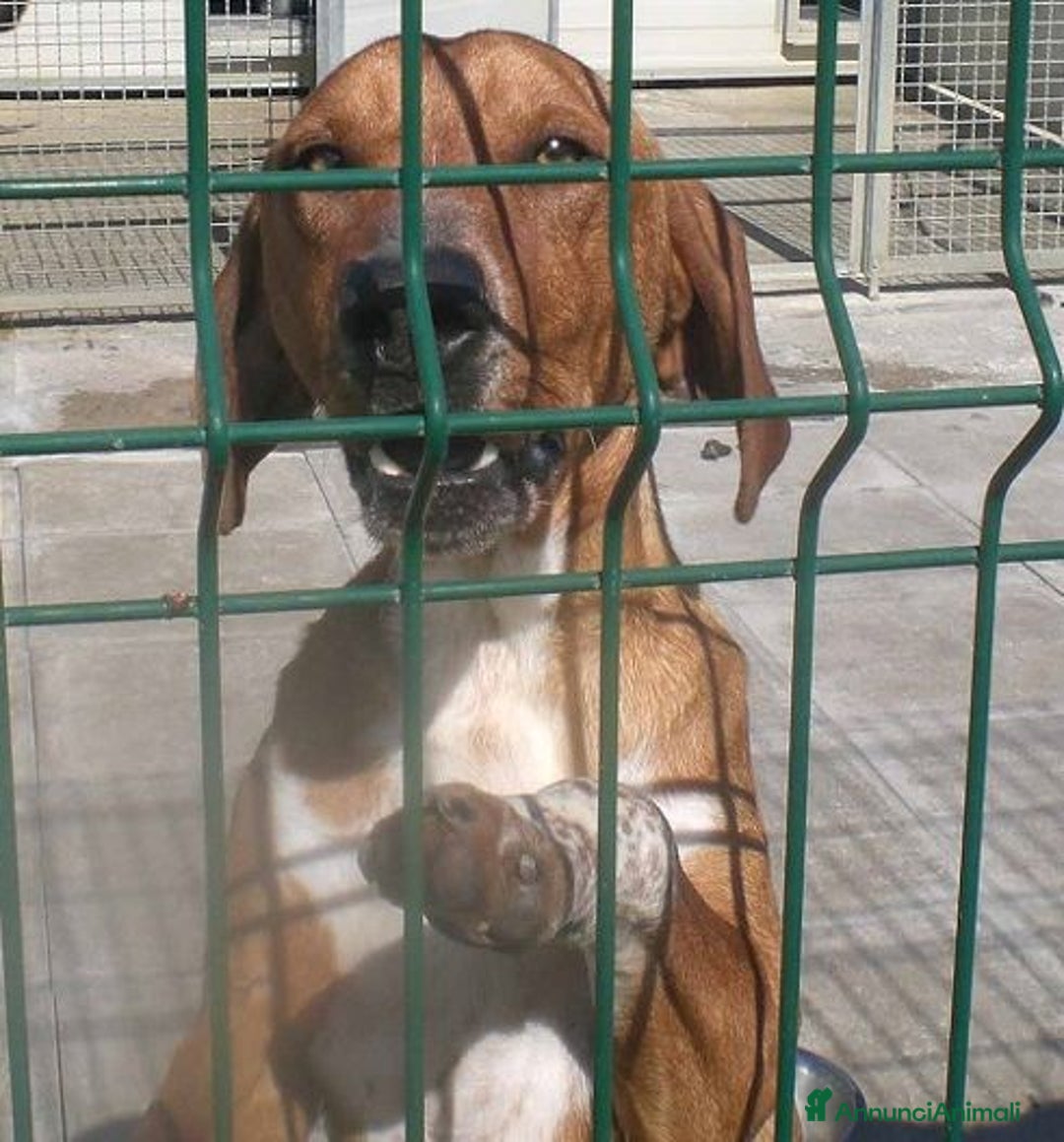 Meticcio cani in regalo: POLDO esuberante,affettuoso e buono 5-6anni - Annuncio 12