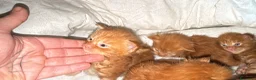 Maine Coon gatti in vendita: Maine coon cuccioli (Austin X Bastet) - Annuncio 11