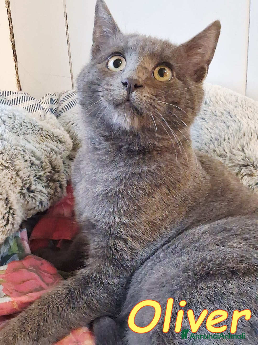 Certosino gatti in regalo: OLIVER SPLENDIDO SIMIL CERTOSINO - Annuncio 4