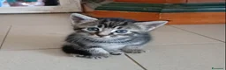 Maine Coon gatti in vendita: Cuccioli di maine coon pronti ad agosto - Annuncio 6